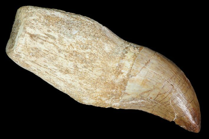 Fossil Rooted Mosasaur (Prognathodon) Tooth - Morocco #117060